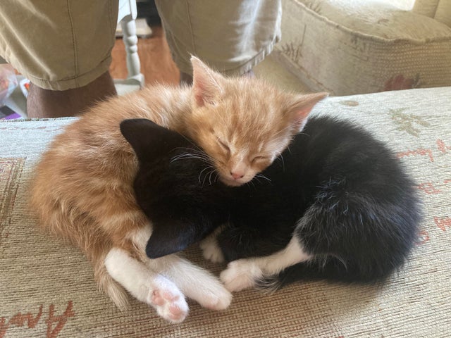 HappyCa89653103's tweet photo. Band of brothers 😻

#cats 
#anime 
#cute https://t.co/6Q3dVeC8DT