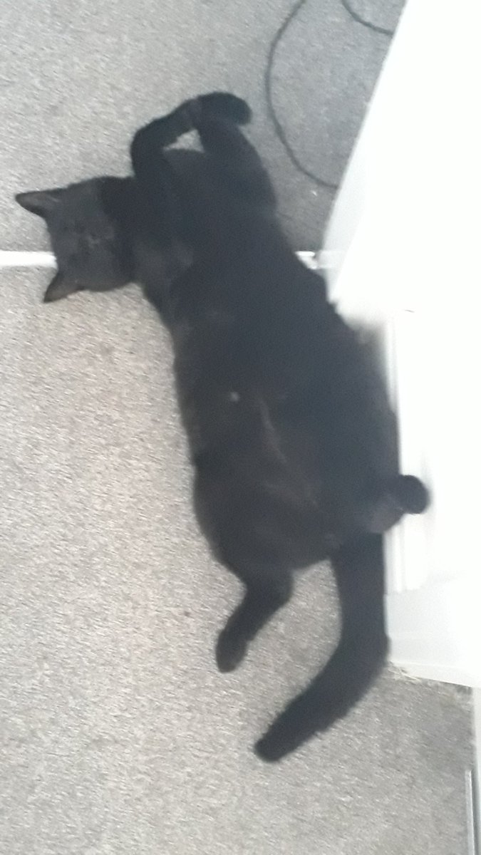 itsbluerio's tweet photo. @KittyDorkling Its clearly a black cat thing (my own adopted idiot son) https://t.co/pYbvkkSVac