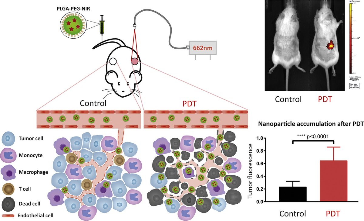 CancerNemi's tweet photo. Photodynamic cancer therapy enhances accumulation of nanoparticles in tumor-associated myeloid cells
Ruben V.Huis in't Veld et al.

|Journal of Controlled Release|

https://t.co/z0vfBsXPKm

#H2020 #MSCA #cancerproject https://t.co/hllcznABic