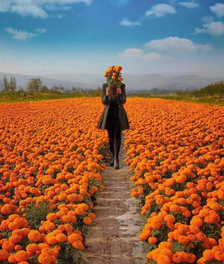 bettyninomexico's tweet photo. No me llores tú, no me llores tú, porque si lloras yo peno... En cambio si tú me cantas, yo siempre vivo y nunca muero...
(La Martiniana)  #DiaDeMuertos #Mexico https://t.co/DWycTVzxpd