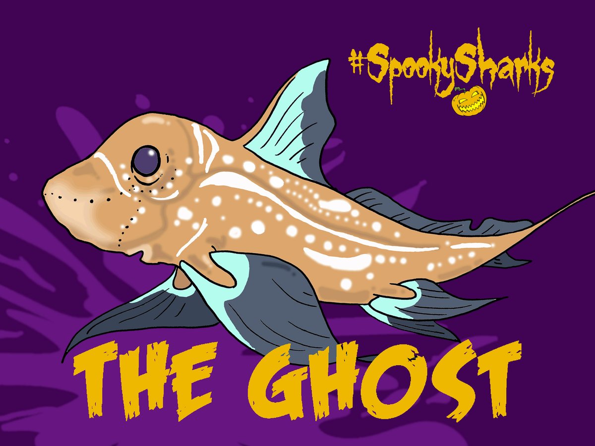 LivingWorldEdu's tweet photo. Closely related to #sharks, #chimaeras or #ghostsharks are ancient fish that have a strange appearance, perfectly suited to our #Halloween focus on #SpookySharks!
#halloween2021 #shark #ghost #spookyseason @A_WhiteShark @GillsClub @Sharks4Kids @FinlayPringle https://t.co/i6XhbbdqKC