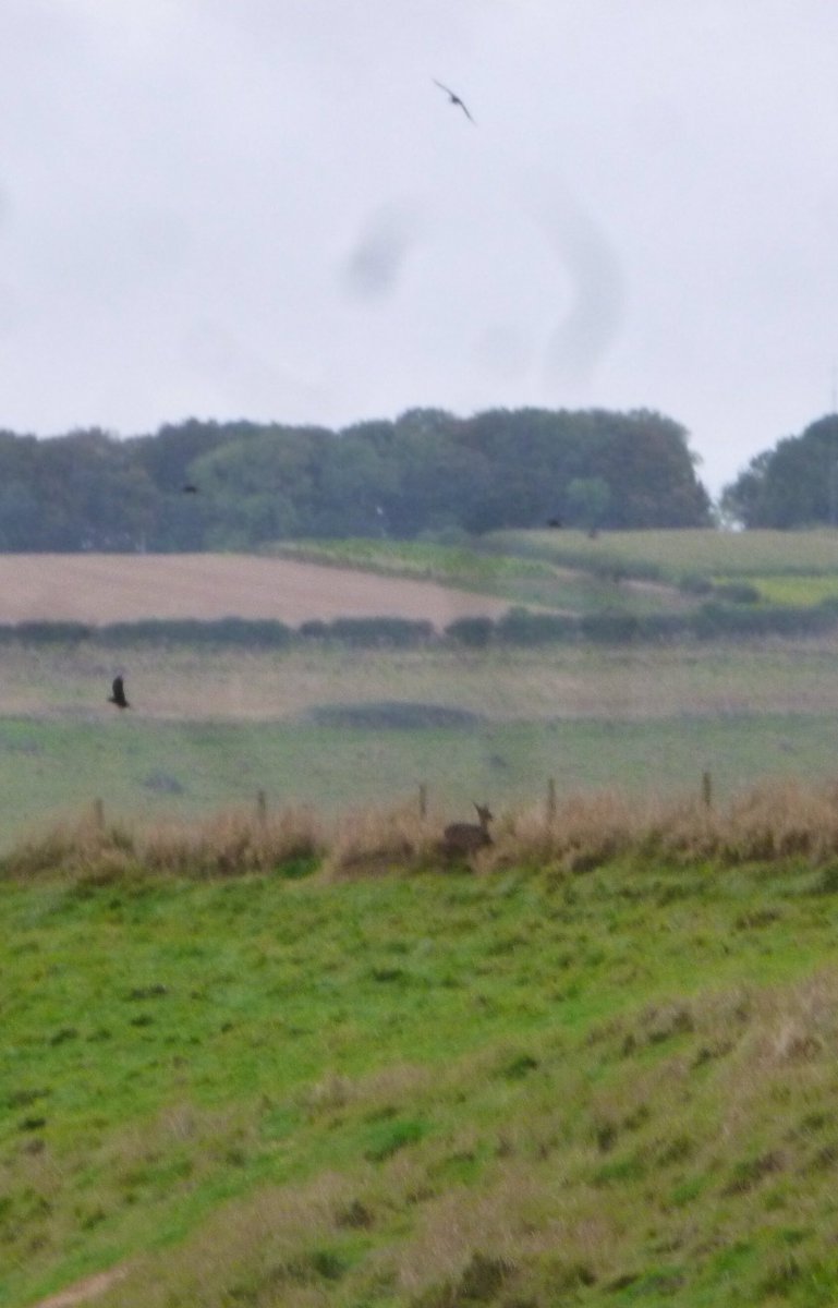 FFofum's tweet image. Walkday around Cottam today, started under overcast skies &amp;amp; ended in blustery sunshine. Deer, spooky church &amp;amp; a view across East Yorkshire to the cooling tower at Saltend. #EastRiding #Wolds #walkday