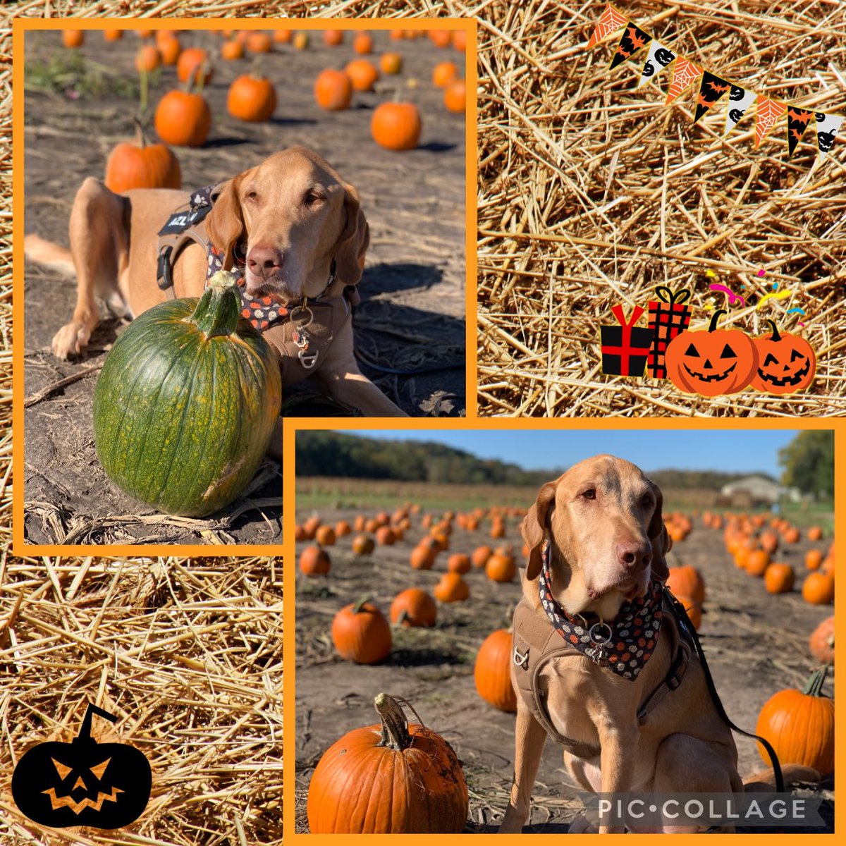 Today is #NationalPumpkinDay 🎃

We’re in St.Louis & Mom just took me to pumpkin patch🐾❤️🎃🌾Share your Fall/Pumpkins photos if you have any! Love you🐾🎃🍁 #dogsoftwitter #PumpkinDay #PumpkinPatch #cute #fall #dogslife