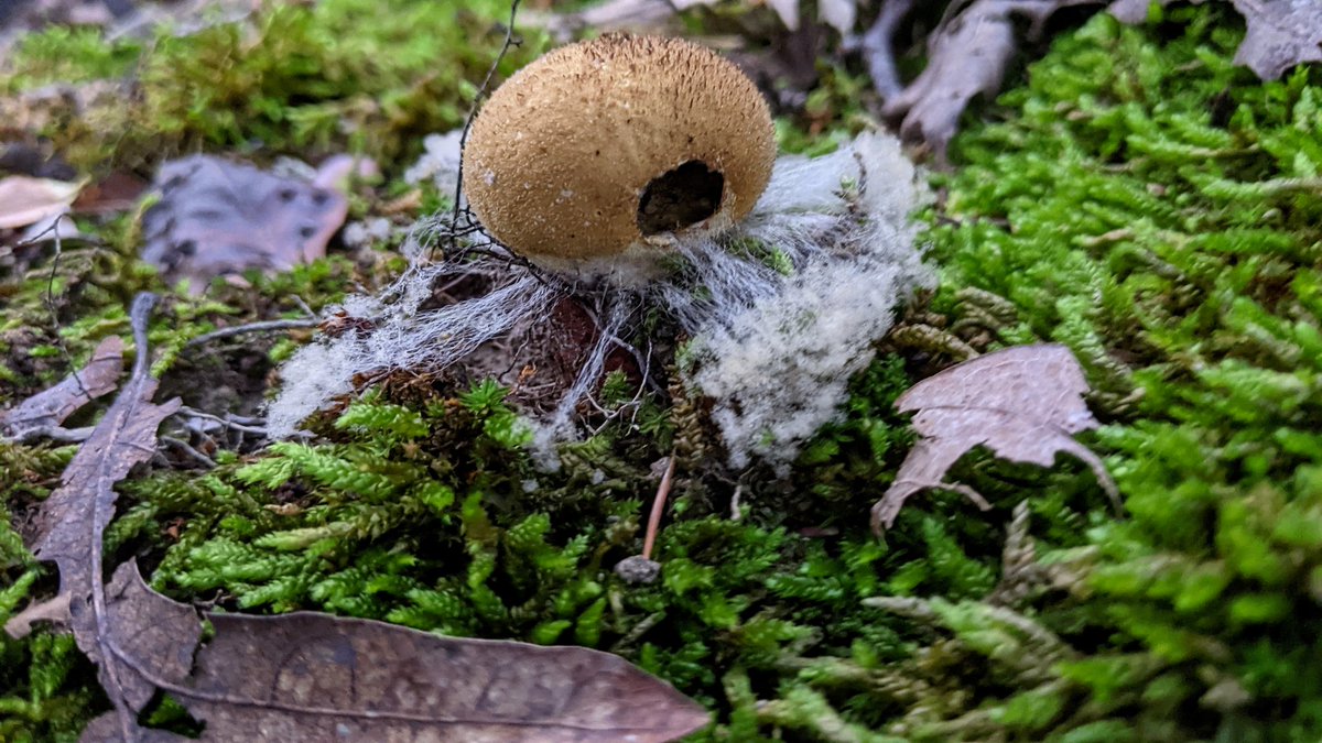 m_owens_'s tweet photo. @kasson_wvu Happy birthday! Here's a unique photo of a puffball I took! https://t.co/z2PvlsQvVK