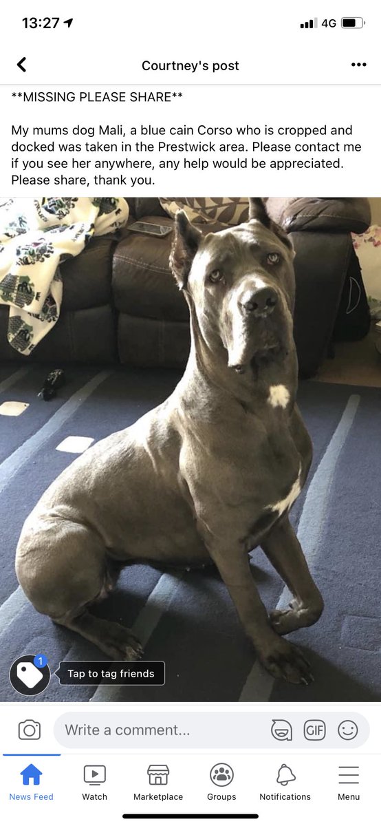 **DOG STOLEN IN PRESTWICK AREA**

Please retweet this, my mums dog was stolen in the Prestwick area, she’s absolutely distraught and just wants her dog back. She’s a blue Cain Corso named Mali, any help is appreciated.