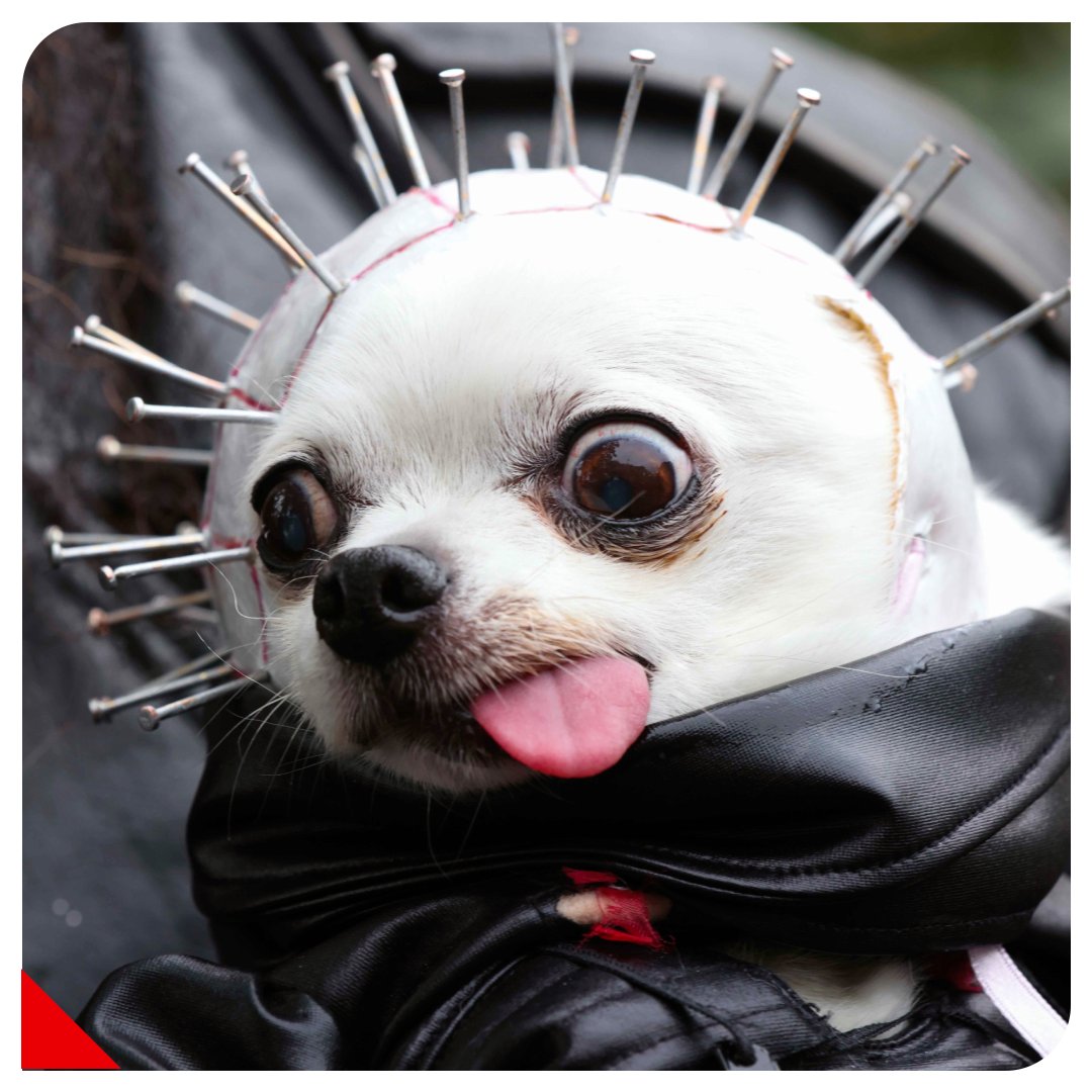IndiaToday's tweet photo. Have a look at the creative and exciting images from the 31st Annual Tompkins Square Halloween Dog Parade in New York. Which one is your favourite? 

Images: Reuters 

#Dogs #Halloween #ITPhotoblog https://t.co/UtS2uYatkS