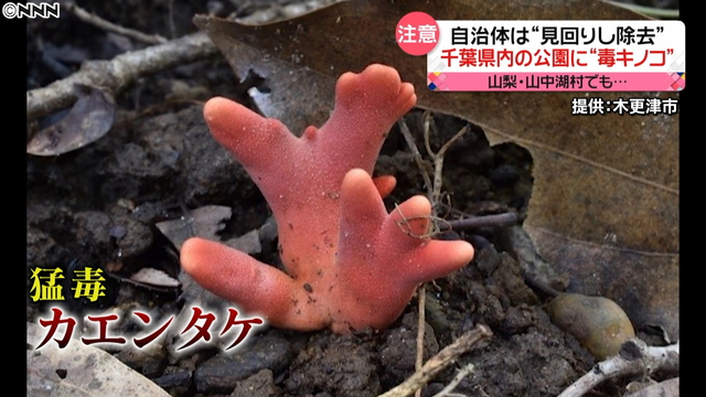 livedoornews's tweet photo. 【要注意】千葉の公園で猛毒キノコ「カエンタケ」見つかる
https://t.co/ulz5nqeRuh

専門家によると、触ると皮膚をおかす成分を持っており、非常に少量でも食べると死亡に至るような症状が出るという。安易にとったり食べたりしないよう���注意を呼びかけている。 https://t.co/6GjH3HKsZI