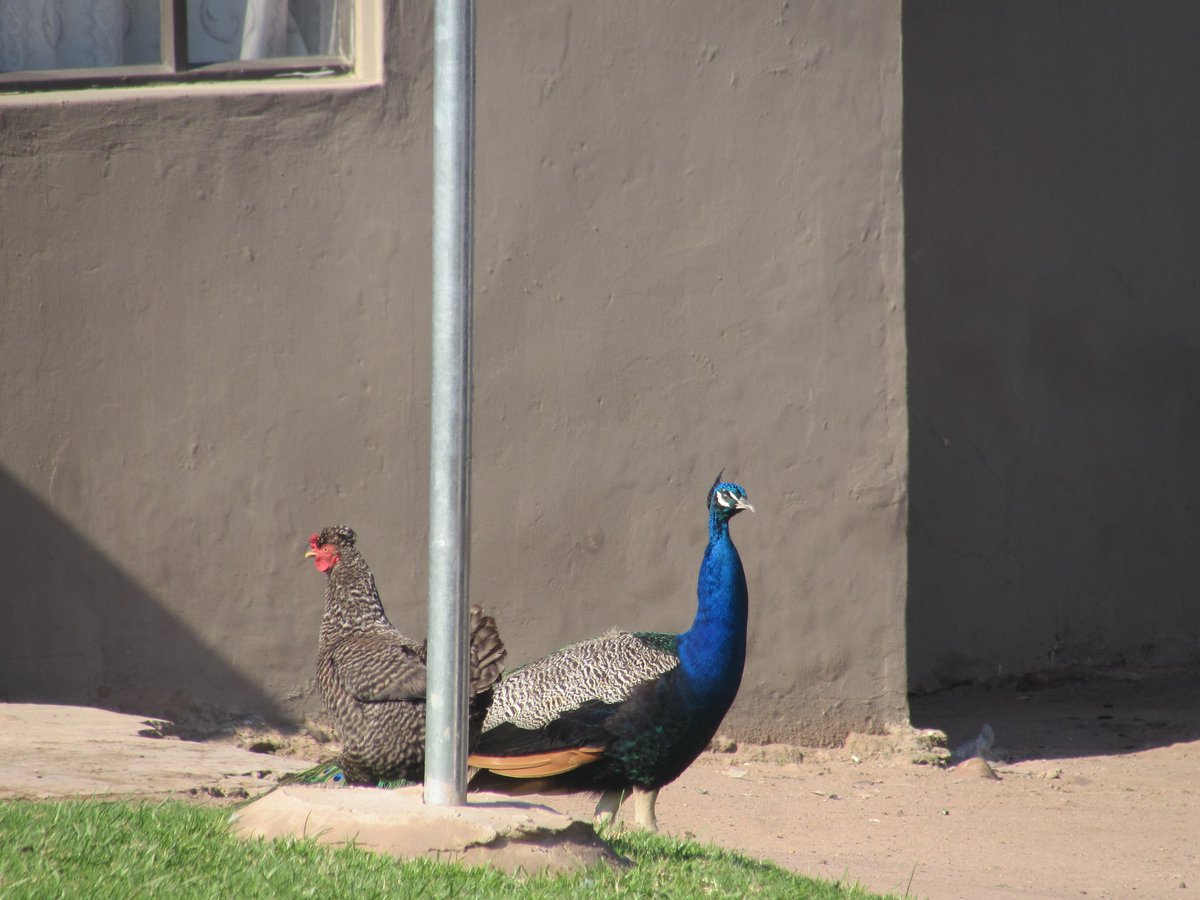 Drogo_Bes's tweet photo. Pose for the camera 📷 Peacock ❤ https://t.co/VXXlGZyIqS