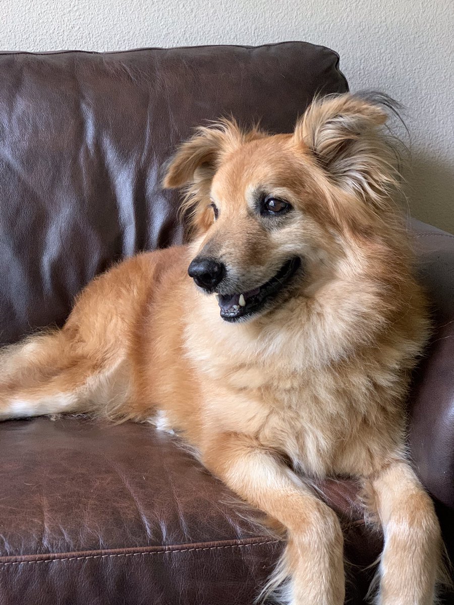 kcruser's tweet image. #DrDogKiller can kiss my fluffy ass