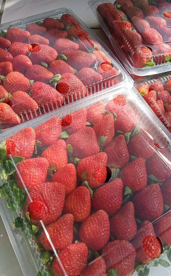 STRAWBERRY SEGAR 🍓 JASTIP BANDUNG tweet media