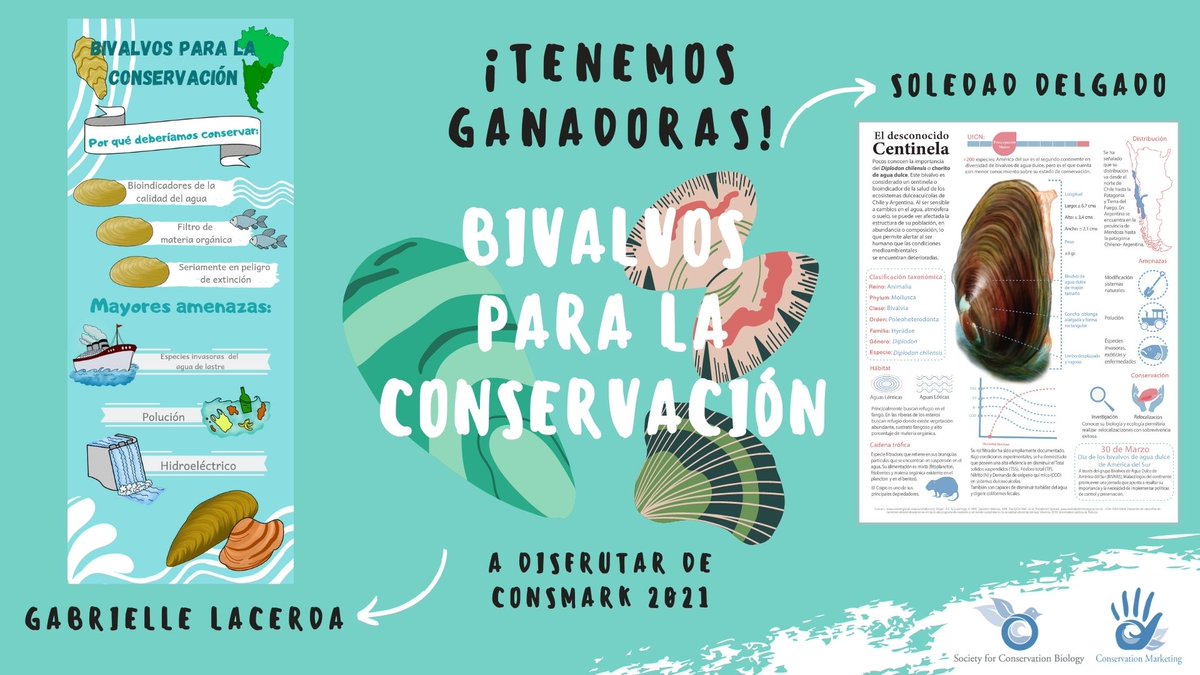 conserv_conosur's tweet photo. Estamos muy felices de anunciarles lxs
GANADORxS del CONCURSO BIVALVOS PARA LA CONSERVACIÓN 🎉
🔸Soledad Delgado @visuals4insight
🔸Gabrielle Lacerda
Sus hermosas infografías les ganaron un lugar en #consmark2021, Muchas felicidades a ambas!! 🤗
@Society4ConBio
@SCBConsMark https://t.co/nT7KvMhqC1