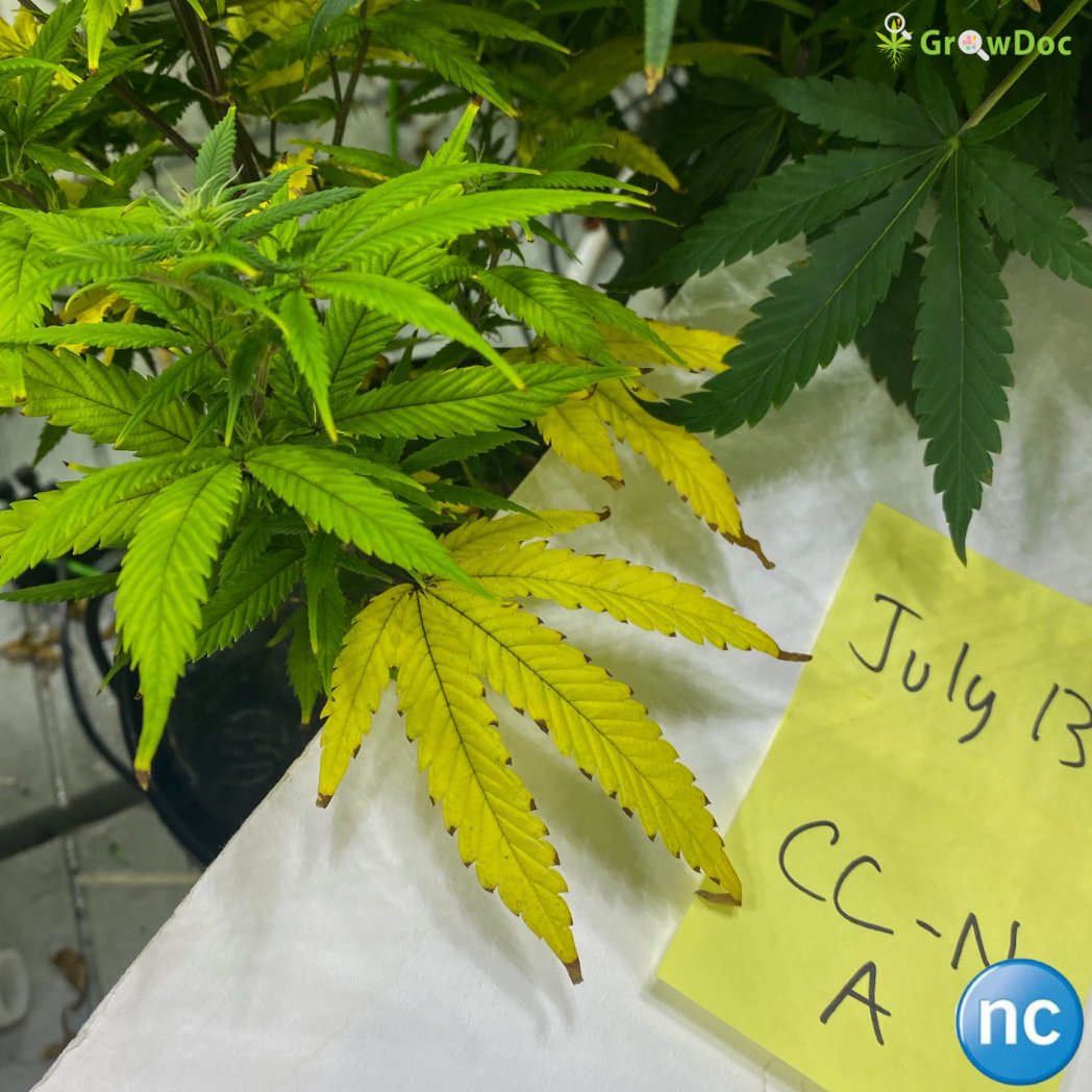 growdocapp's tweet photo. #NitrogenDeficiency
The plant starts to lighten in colour and leaves start to yellow, especially in older leaves.
Height was significantly reduced as well.

Images from research available on the GrowDoc app https://t.co/nZ7bEr7uMe