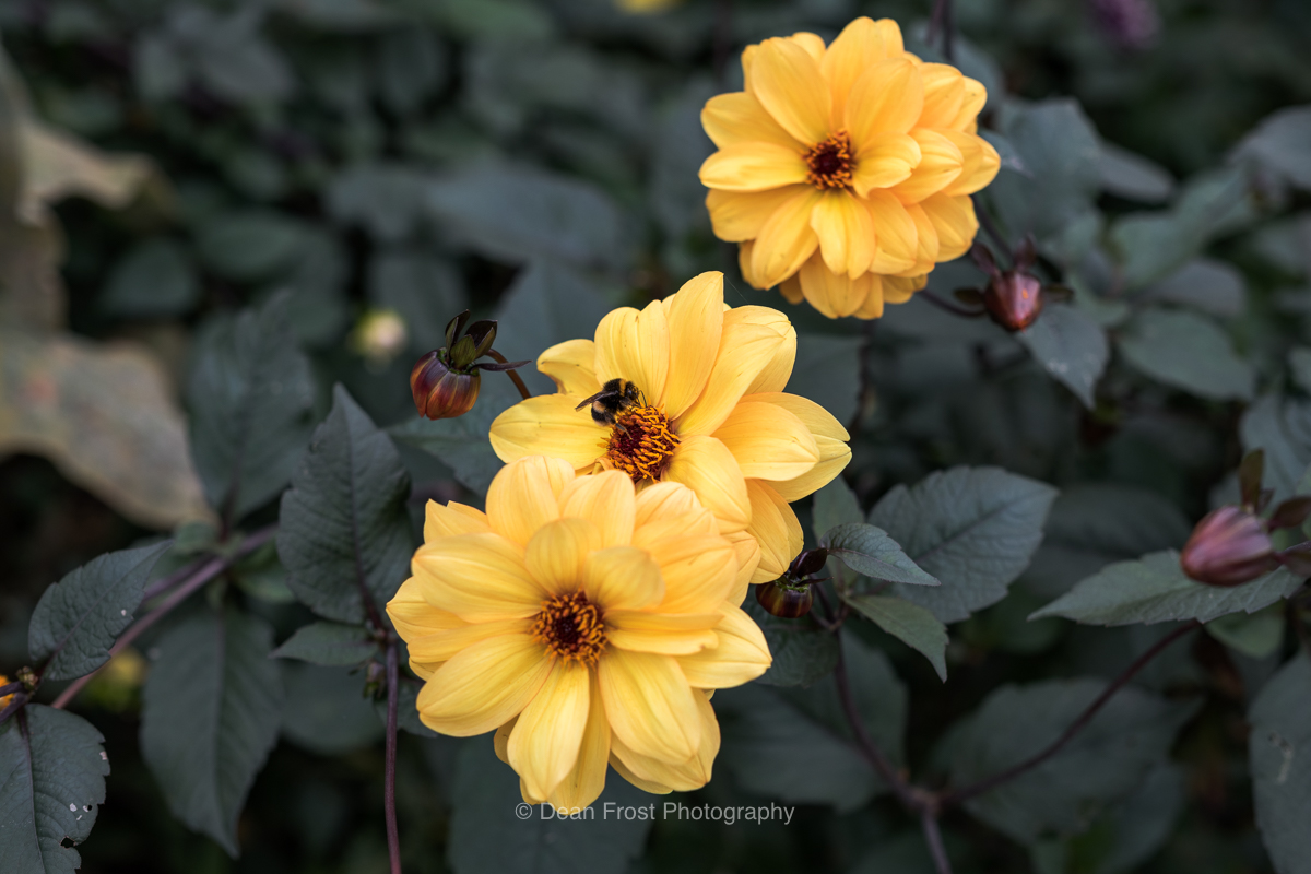 DeanFrostUK's tweet photo. There's something so relaxing about photographing plants – such a contrast from photographing interior spaces using flash units and tripods.  #dahlias #garden #autumncolour #bees #NaturePhotography https://t.co/DNCKstgeeU