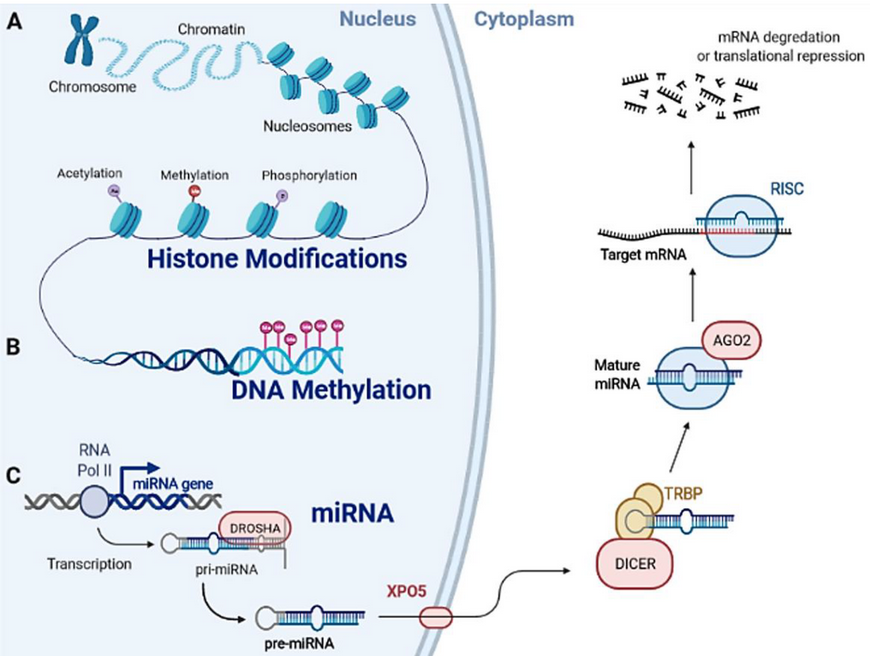 JC_Rotondo's tweet photo. 🔬🧬 Just published on @IJMS_MDPI @MDPIOpenAccess ! In this review, we aimed to describe and discuss the latest insights into epigenetic dysregulations in the context of #MerkelCellPolyomavirus-Driven #MerkelCellCarcinoma. https://t.co/9pU76IatUd #epigenetics #MCPyV #methylation https://t.co/RE6Vf6qk2o