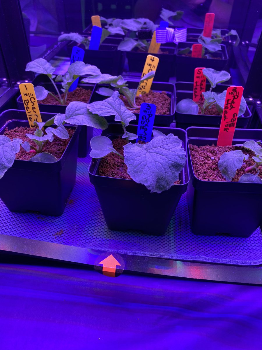 Mary Vaughn (@vaughn0304) on Twitter photo DAP 14 (day after planting) Our Randall Middle Cherry Belle, Roxanne, & Red Head radishes are half way to producing edible root vegs. Our student are observing & doc their qual & quan data.Honored to be growing crops for future space missions!
<a href="/GrowBeyondEarth/">Growing Beyond EarthⓇ</a> <a href="/TampaBaySTEM/">TampaBaySTEM</a> DAP 14 (day after planting) Our Randall Middle Cherry Belle, Roxanne, & Red Head radishes are half way to producing edible root vegs. Our student are observing & doc their qual & quan data.Honored to be growing crops for future space missions!
<a href="/GrowBeyondEarth/">Growing Beyond EarthⓇ</a> <a href="/TampaBaySTEM/">TampaBaySTEM</a>