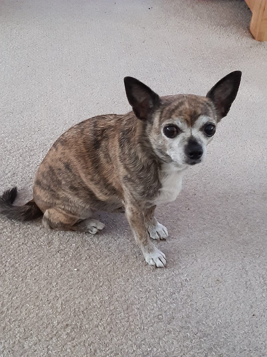 kawwana's tweet photo. I miss you so much it hurts. #Ozzie https://t.co/uikCzlpt8I