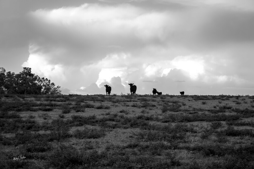 PhotosSikes's tweet photo. Storm coming over hilltop. I am starting to find a lot more joy in editing after learning more about black and white editing in Darktable program.
#blackandwhitephotography #blackandwhitefineart #museumquality #darktableedit #blackandwhiteartgallery https://t.co/mIQjJztWMt https://t.co/9ZWRyR00Ff