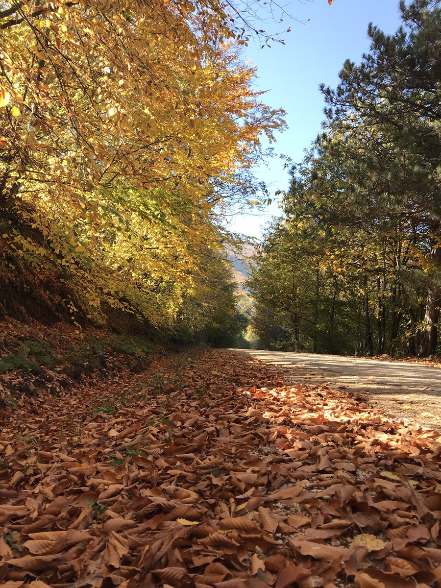 cesursedanur's tweet photo. Fazla romantik bir yol 🍁🧡
#Autumn https://t.co/gkK1exdGMu