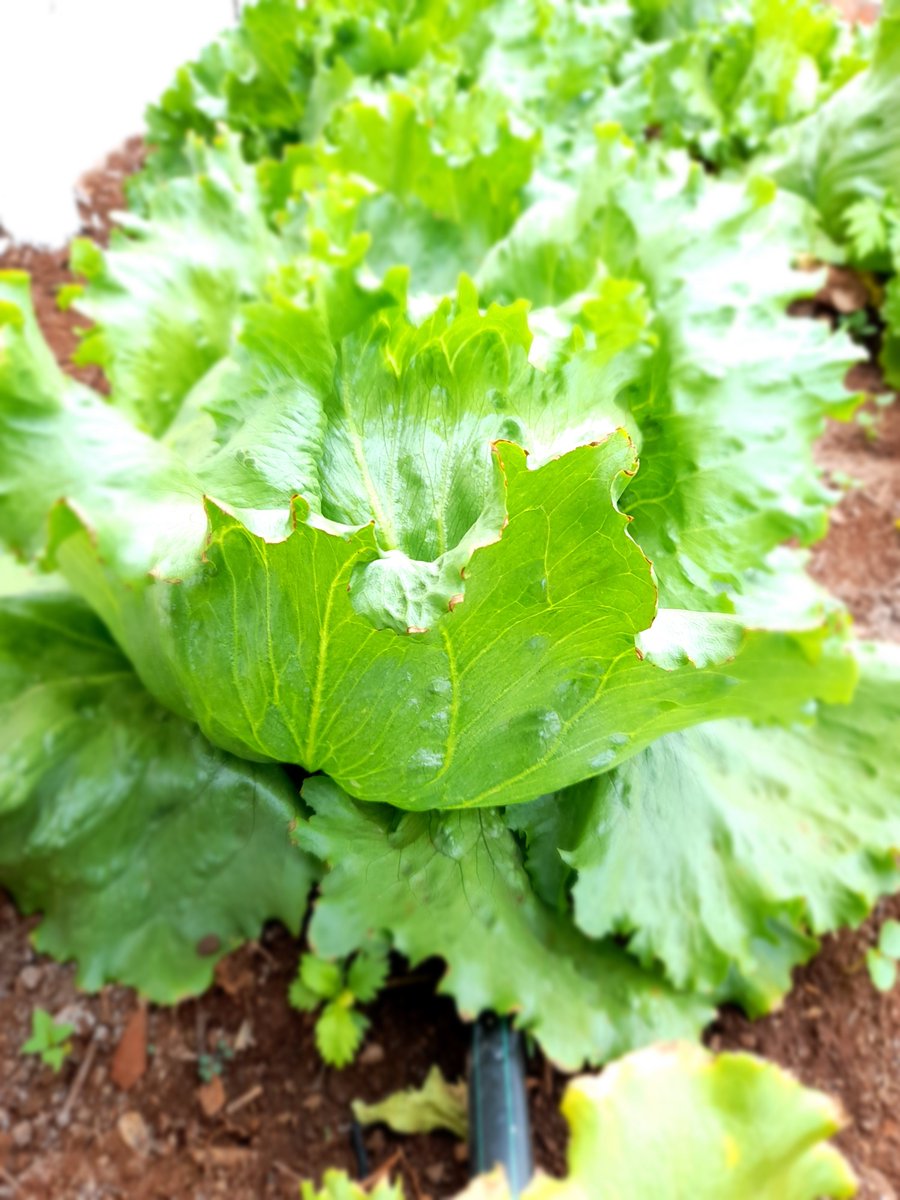 dripsolutionzw's tweet photo. Tried and Tested!! Now available at 663 lorraine drive Bluffhill Harare SeedCo SeedCo Vegetables. Vist us today!! @SeedCoGroup @SeedCoVegZim @corporatefarmg1 @takunick @basera_john @Ndundu_Chikara https://t.co/Se0oJEKe4r