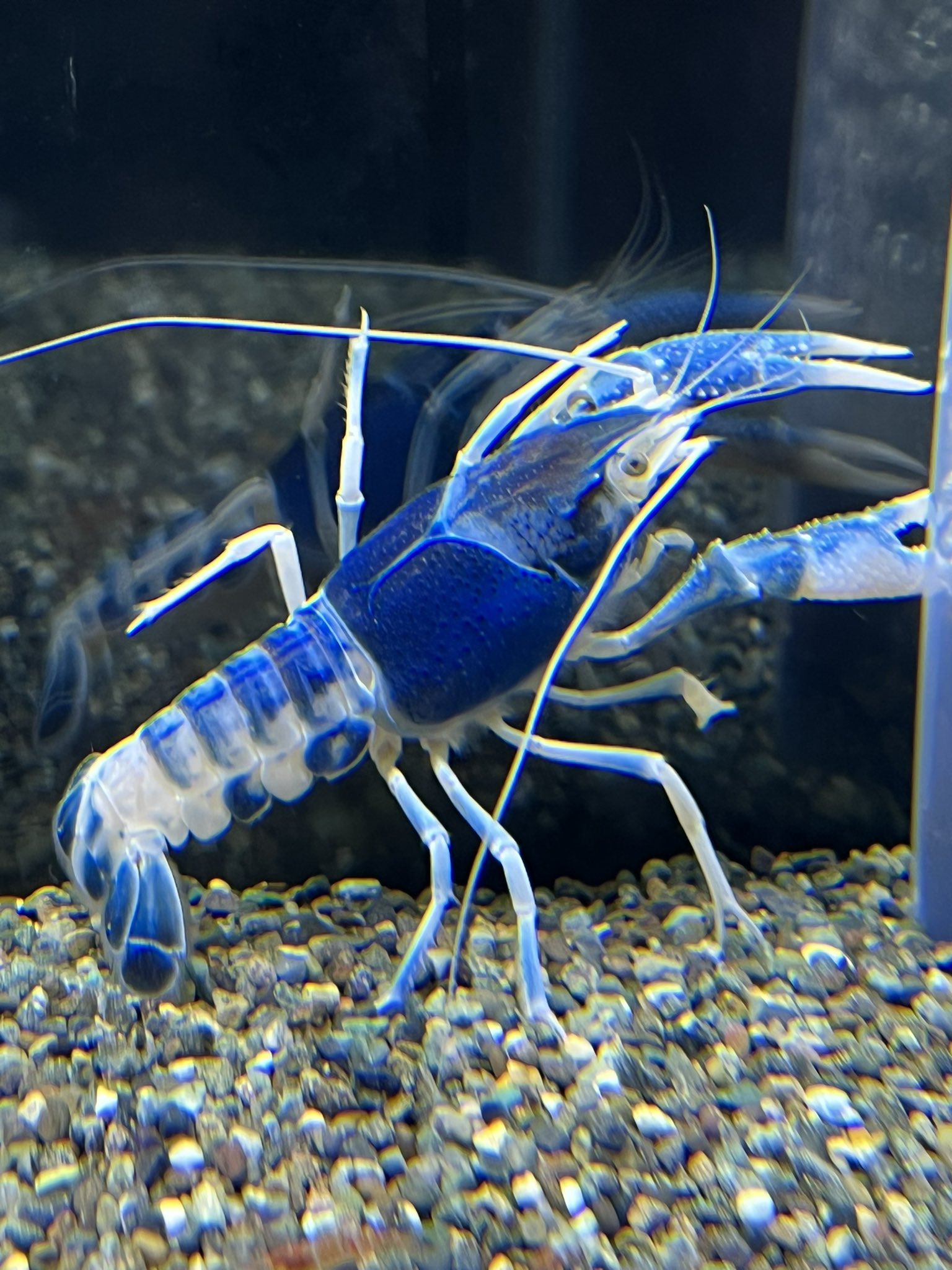 تويتر Akiyo على تويتر 脱皮後 2日目 ザリガニ アメリカザリガニ ブルームーン T Co 7xvex86lic