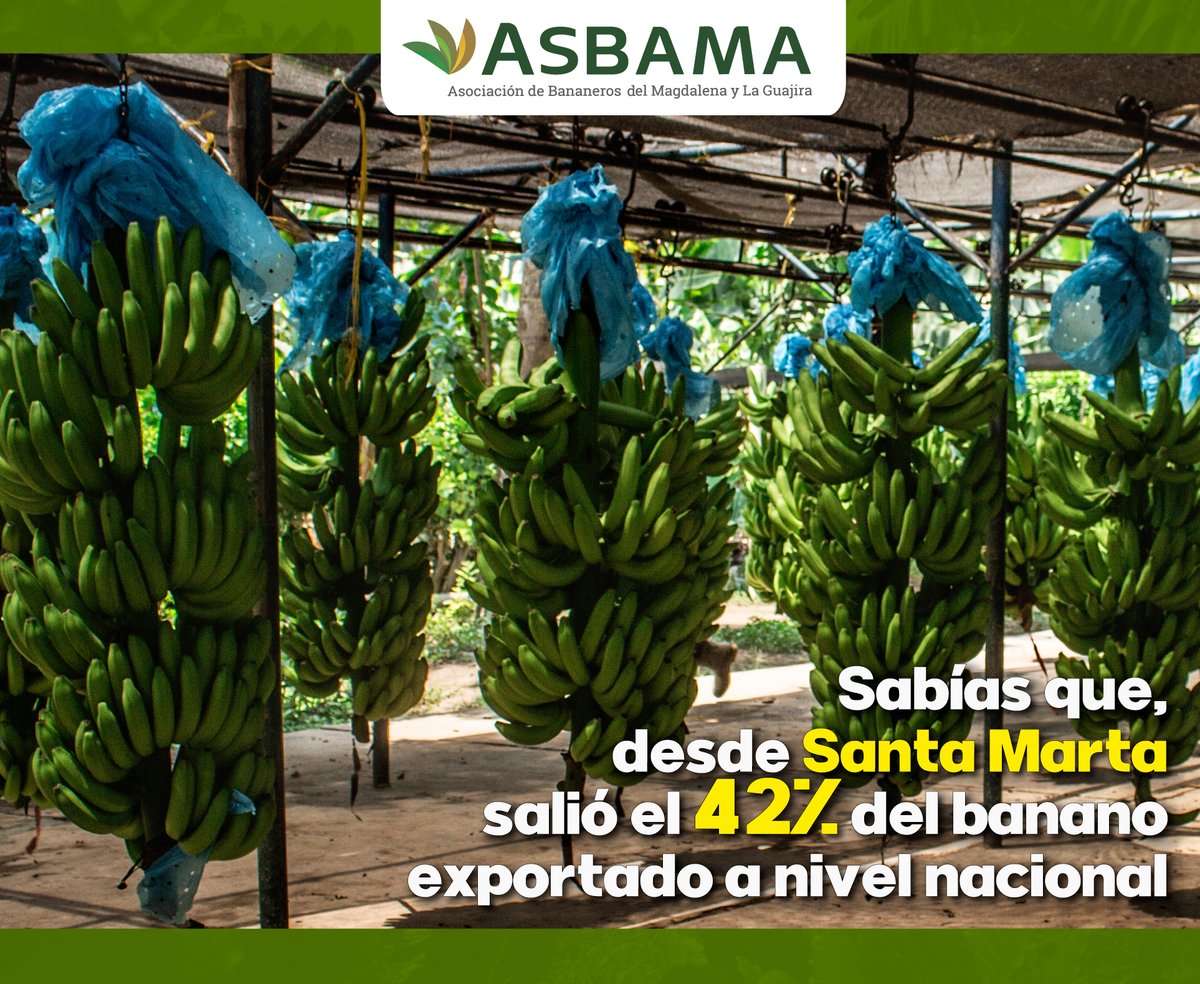 asbama_'s tweet image. #DatosDelSector ➡️ ¡La producción y la exportación de banano en la ciudad continúan tomando fuerza!.  

Por @puertostmarta, salió el 42% del banano exportado a nivel nacional, por el puerto de Turbo el 56. 8%, por Cartagena el 1% y Barranquilla EL 0,2%.🍌🍌🍌🍌
 
#ASBAMATeInforma