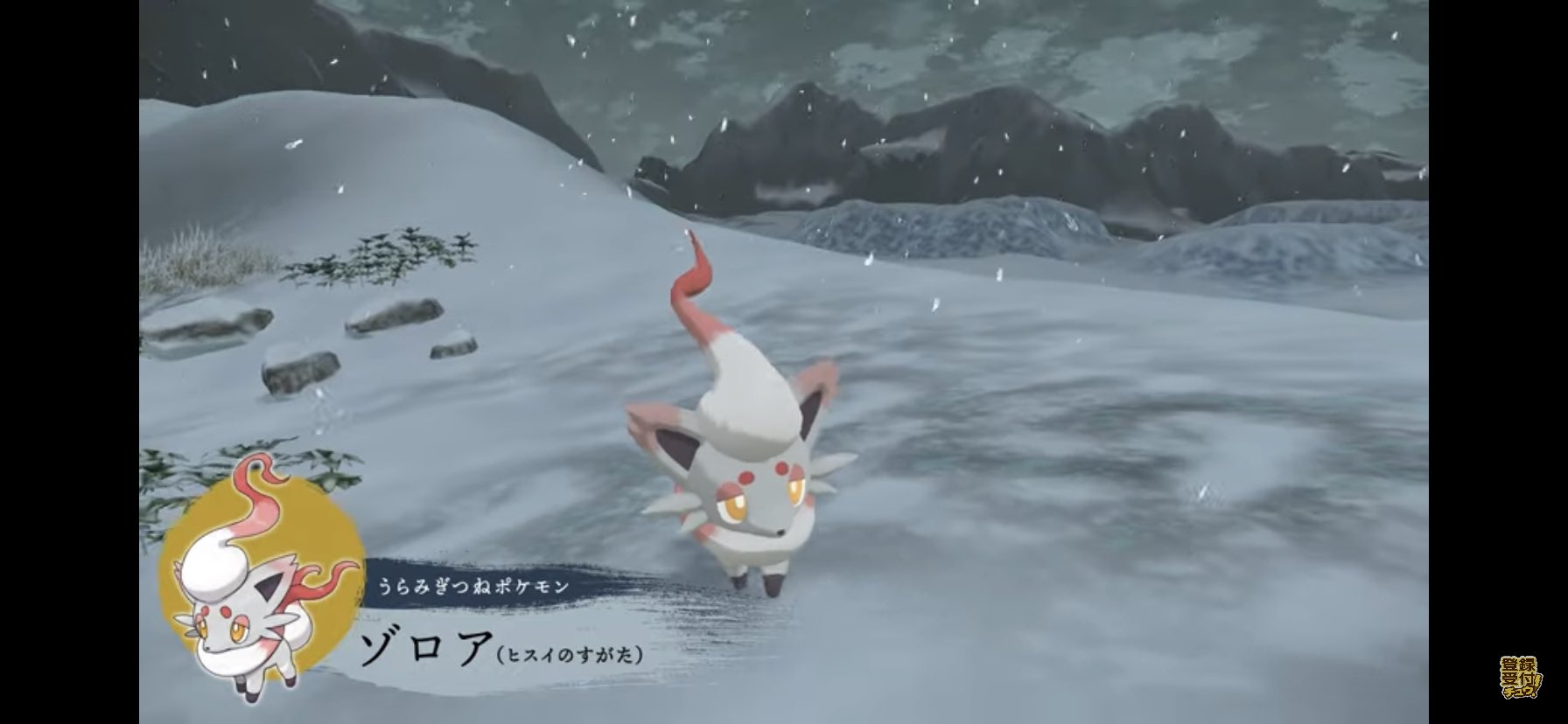 Twitter 上的 ふなきっち ポケカ大好き リモート誰かしよ 主人公もゾロアになれるよーってね ヒスイ地方ではうらみぎつねポケモン 本当のゾロアはわるきつねポケモン レジェンズアルセウス T Co Hli5vsw1sx Twitter