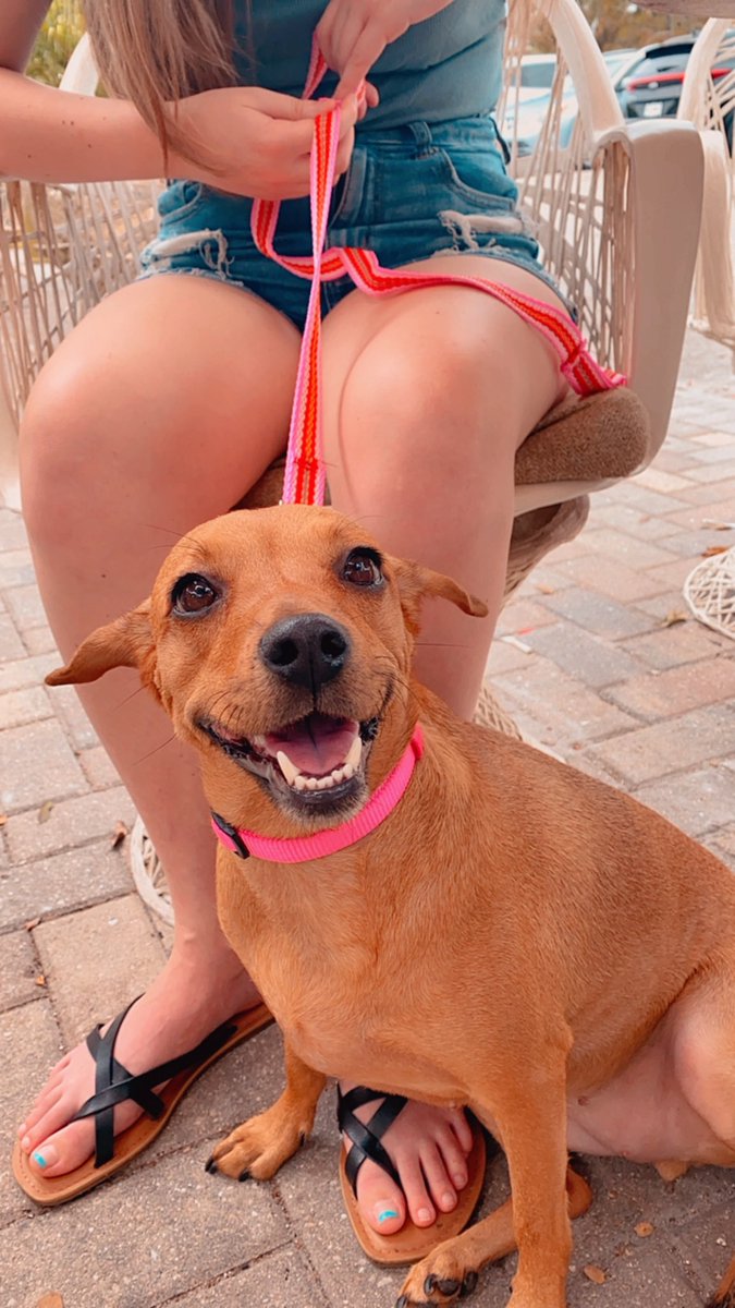 AmandaEmory7's tweet image. On Sunday, my roommate and I went to our local coffee shop for lunch &amp;amp; the food did not disappoint 😍 the atmosphere was calm and we were able to bring our new roommate, Sophia 🐶 If you’re in Southwest Florida you need to check out Downtown Coffee &amp;amp; Wine! #localbusiness #SWFL