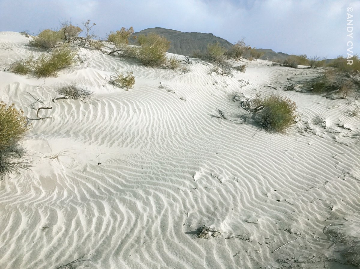 Gypsum crystals from drying mudflats are blown into dunes patterned with sinuous ripples along the eastern margin of the Great Salt Lake Desert. Gypsum—an evaporite mineral that is soluble in water—is an uncommon constituent of sand. Learn more–ow.ly/yeYZ50Gyn5E