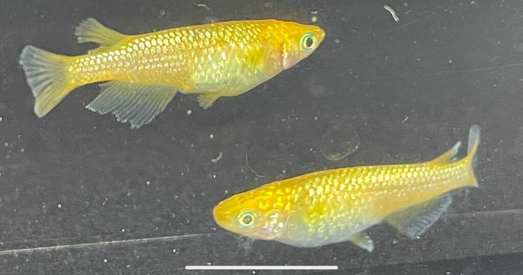 Top Tweets For メダカ好きと繋がりたい Twstalker