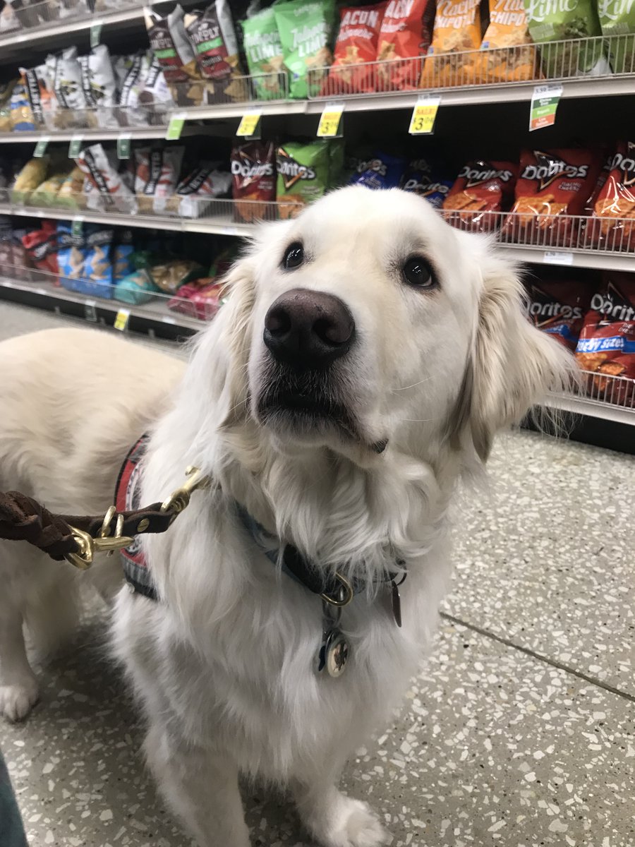 sampson_dog's tweet photo. I am a Service Dog. Some days I am working in a laboratory assisting my Mom, some days we are out shopping or just doing life stuff. BUT I am always focused on Mom and what she needs. I keep her healthy, happy, and independent! #tuesdaymotivations https://t.co/aIE28zcUBV