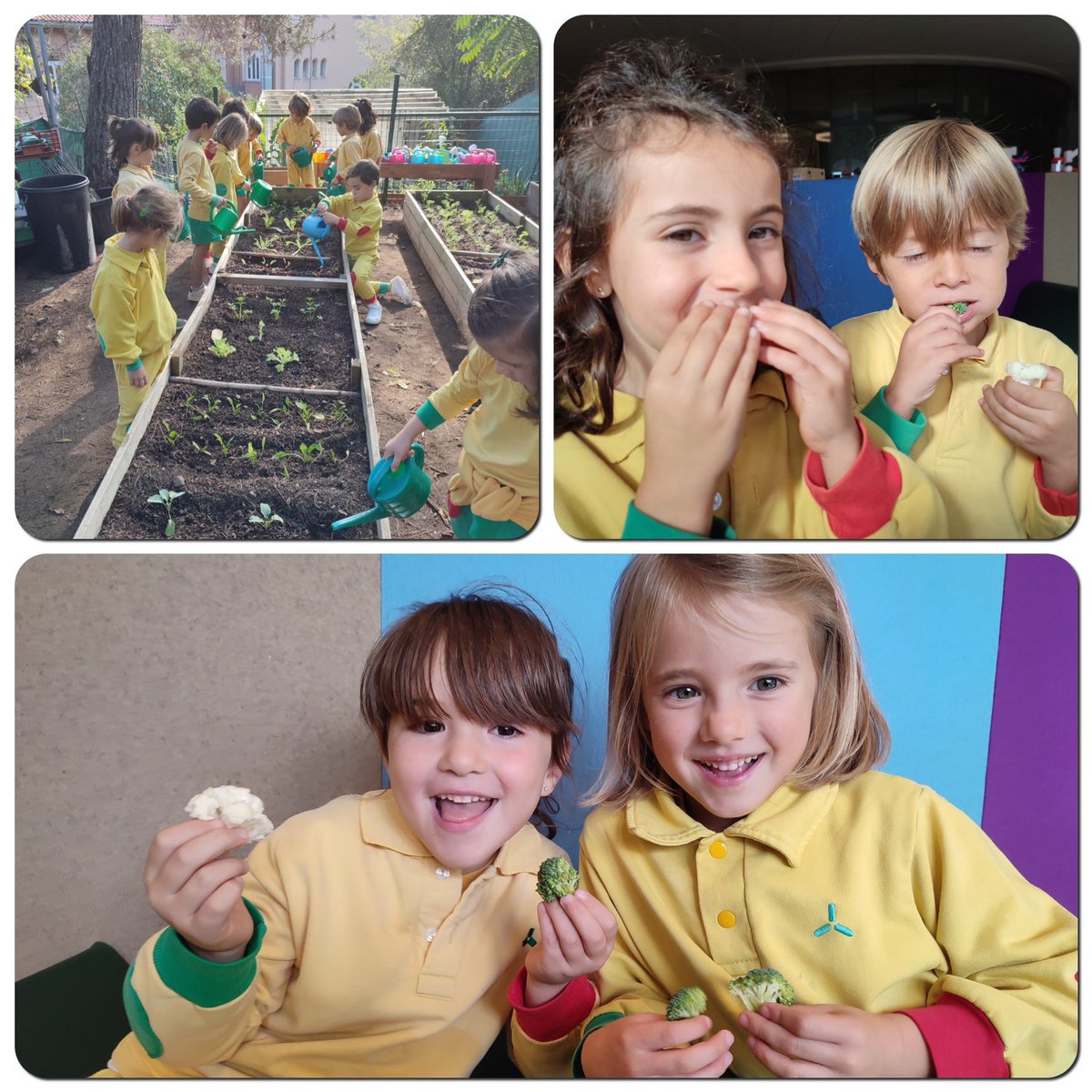 colemontse's tweet image. We learn about cruciferous vegetables that grow in our garden and enjoy our broccoli and cauliflower! #LifeInFlow with #SegellColeMontse