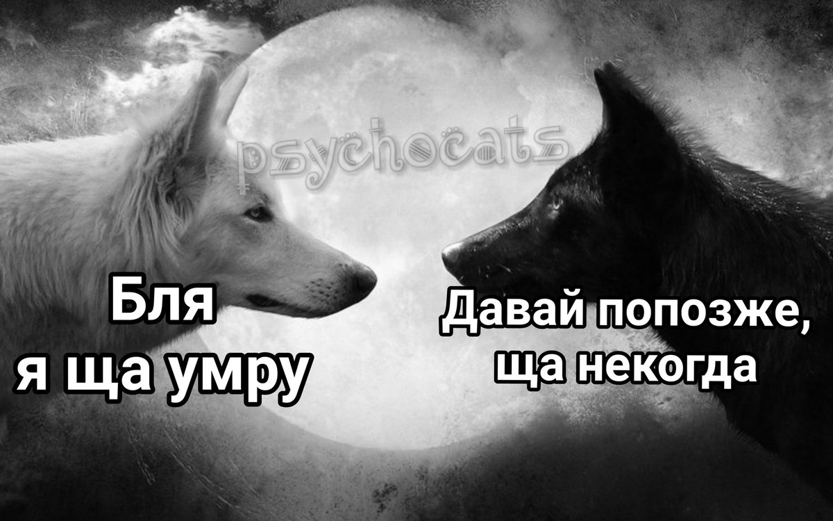 psycho__cats's tweet photo. https://t.co/iaFJIfWMvj