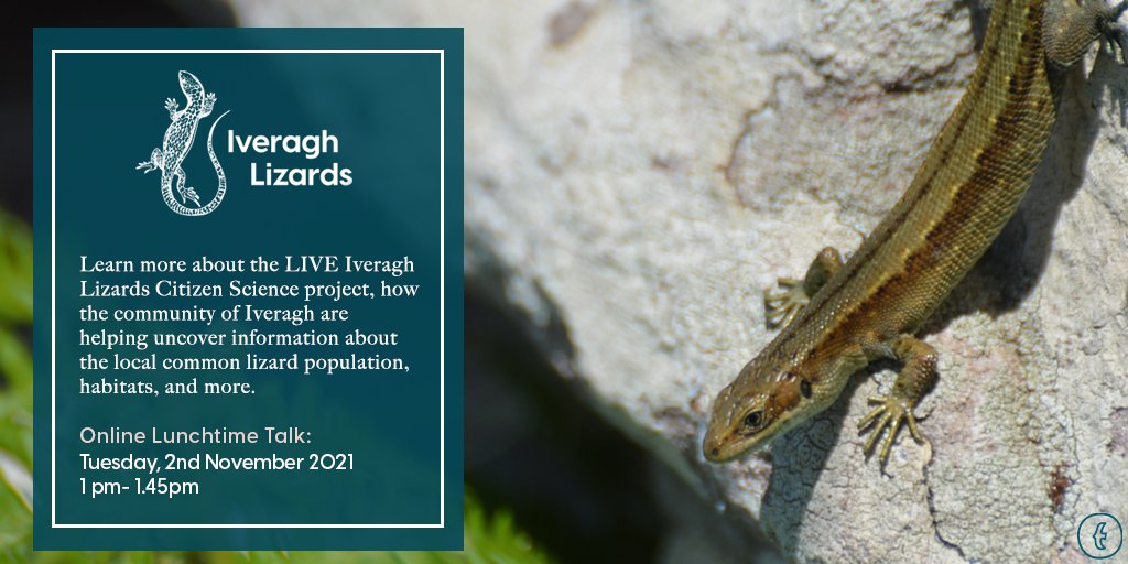 EcomuseumsLive's tweet image. Join zoologist @TheLyneUp for a lunchtime talk to learn more about the LIVE Iveragh Lizards Citizen Science Project - how the communities of Iveragh are helping uncover information about the local common lizard populations, their habitats, and more. zoom.us/meeting/regist…  🦎
