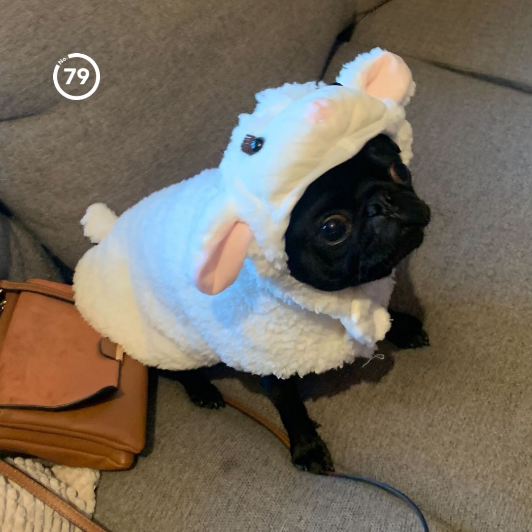 No79Design's tweet image. Google searches are soaring this week for dog costumes. 🐶 📈
Our Senior Designer Johnny is ahead of the trend with his little pug Louie. Can you guess what Johnny's matching outfit is ? 🤣🐑 

#halloween #seo #searchtrends