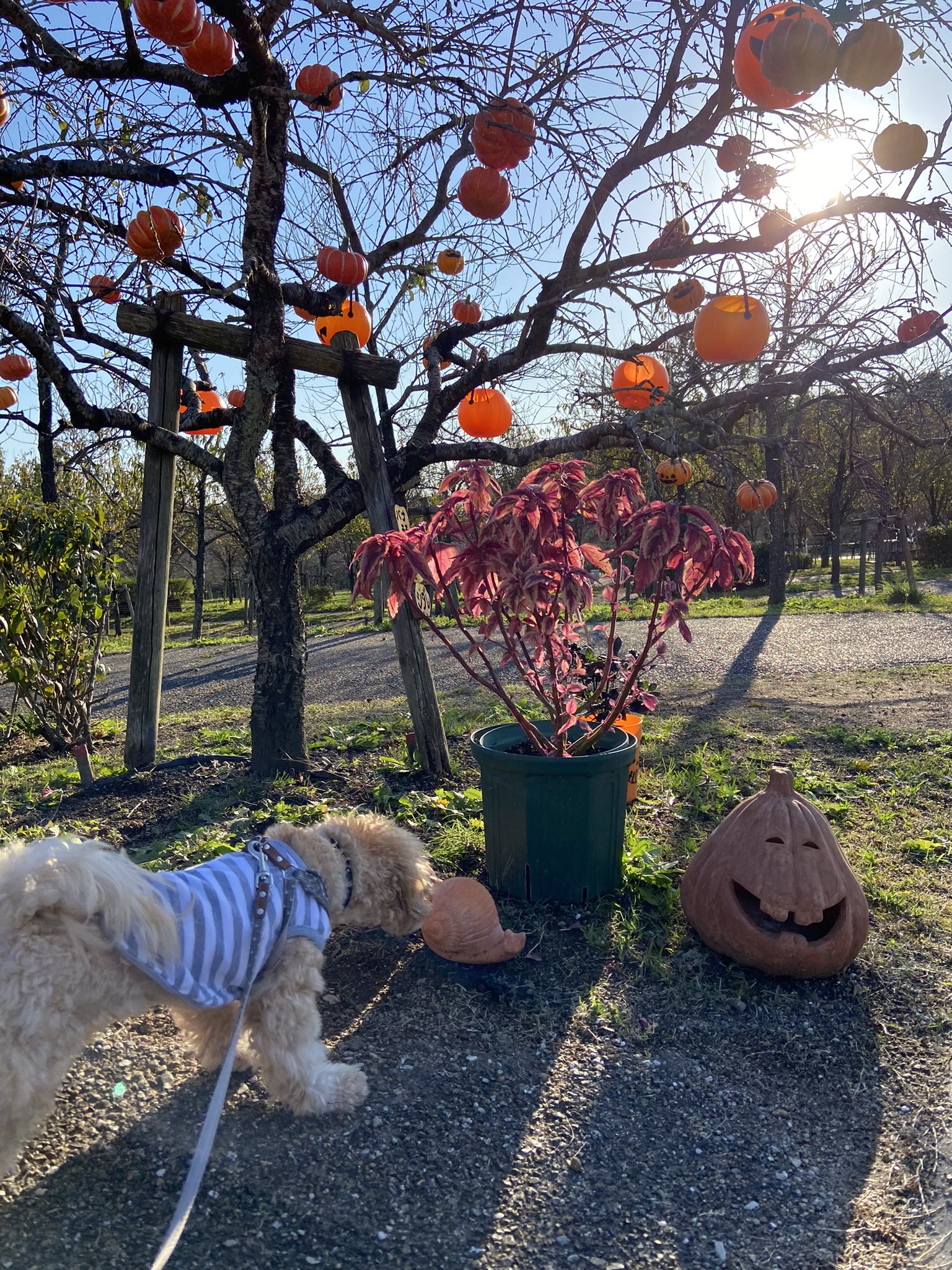 愛 地球博記念公園 Twitter Search Twitter