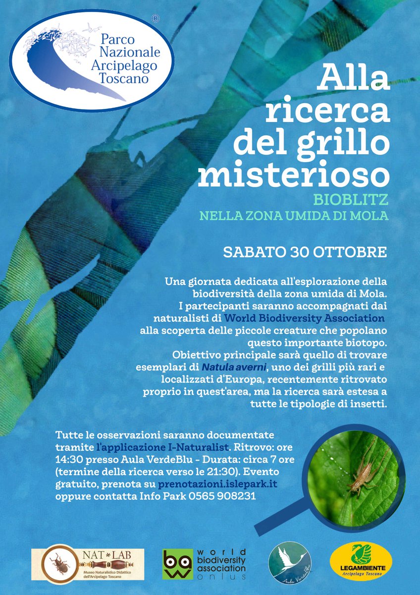 Non mancate questo sabato 30 ottobre al bioblitz organizzato in collaborazione con @isoletoscane e @LegAmbiente_AT Obbiettivo: riuscire a trovare esemplari di Natula verni, uno dei grilli più rari d'Italia #biodiversità #conservazione #cultura #elba #mola #NatLab