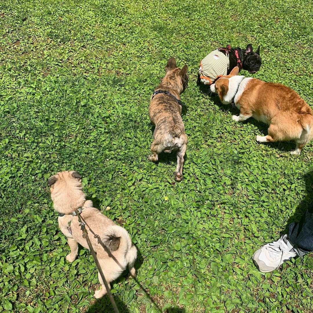 My dogs are very funny