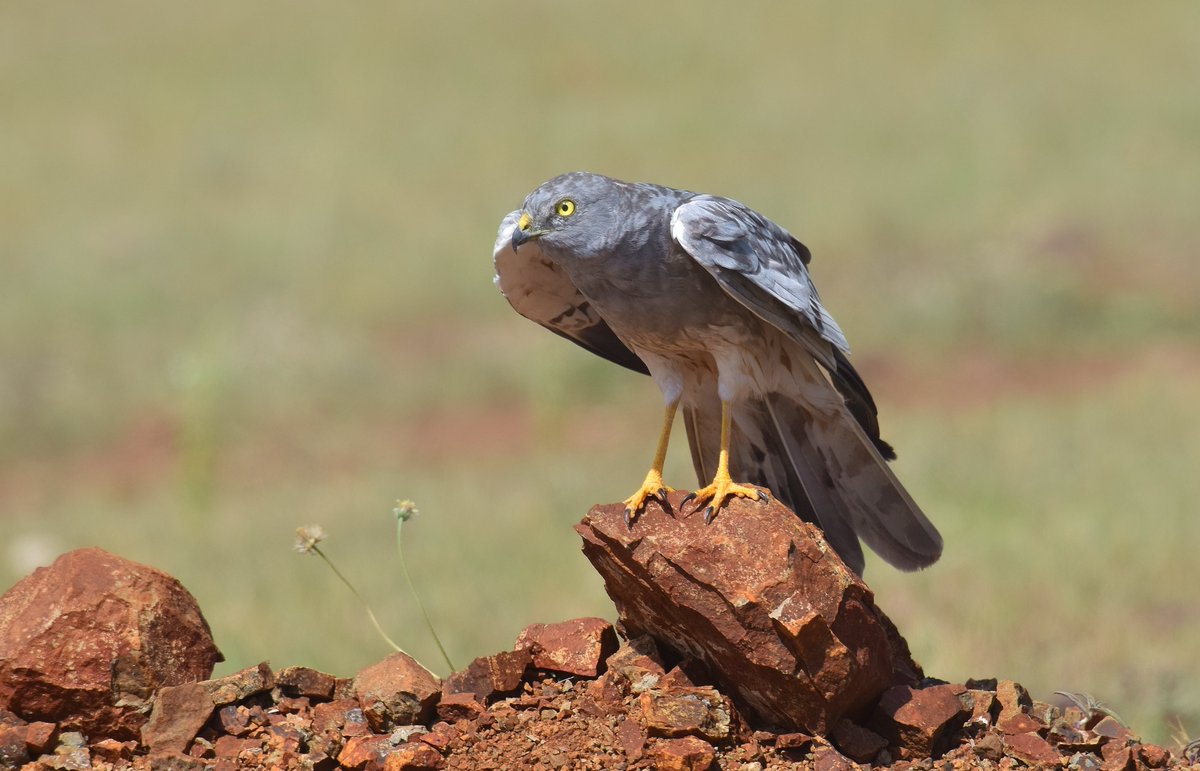 ShivaJmc12's tweet photo. He Who Rules the Grasslands!

#Montagusharrier #ForestBirds #indiaves @pargaien @UKNikon #TwitterNatureCommunity #birding #ThePhotoHour #365DaysWild #birds @Natures_Voice #BirdsSeenIn2021 @BirdLife_News @Weird_AnimaIs #birdphotography #viraltweet @BloombergAsia @TheTalonUK https://t.co/nXWmfW1tJP