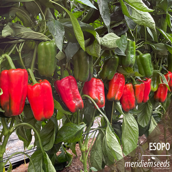 MeridiemSeedsES's tweet photo. Este año tras el gran resultado de la pasada campaña, nuestro amigo Nicolás Robles ha decidido plantar 🌱 de nuevo pimiento lamuyo rojo 🌶 ESOPO. 
La pasada semana comenzó su 🚛 segunda recolección de la campaña.

#MeridiemSeeds #Semillas #Esopo #Pimiento https://t.co/YjER40HxRy