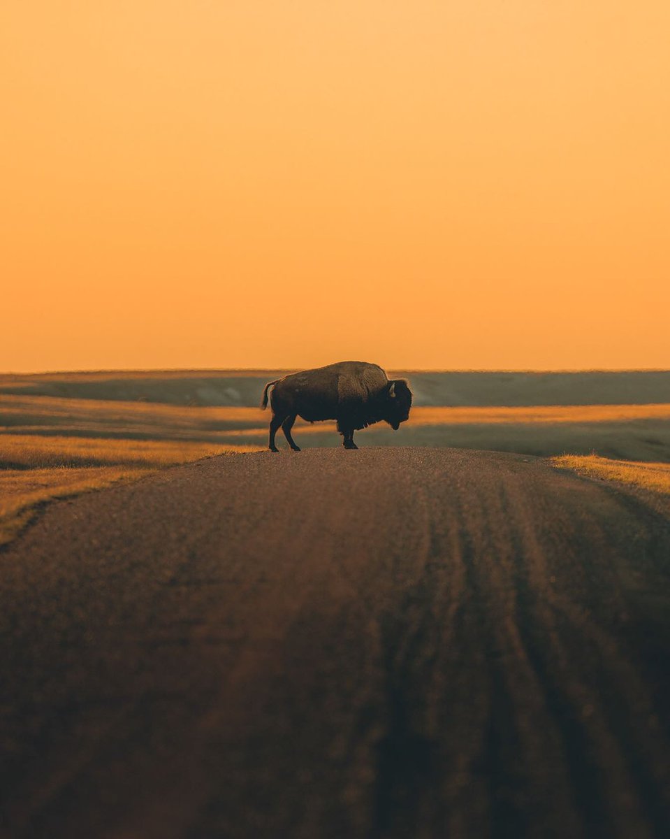 Plains Bison were reintroduced to Grasslands National Park in 2005 after a 120-year absence. These prairie giants can be witnessed in their natural habitat in the West Block of the national park. 📍 Grasslands National Park 📷 instagram.com/chadletain #ExploreSask