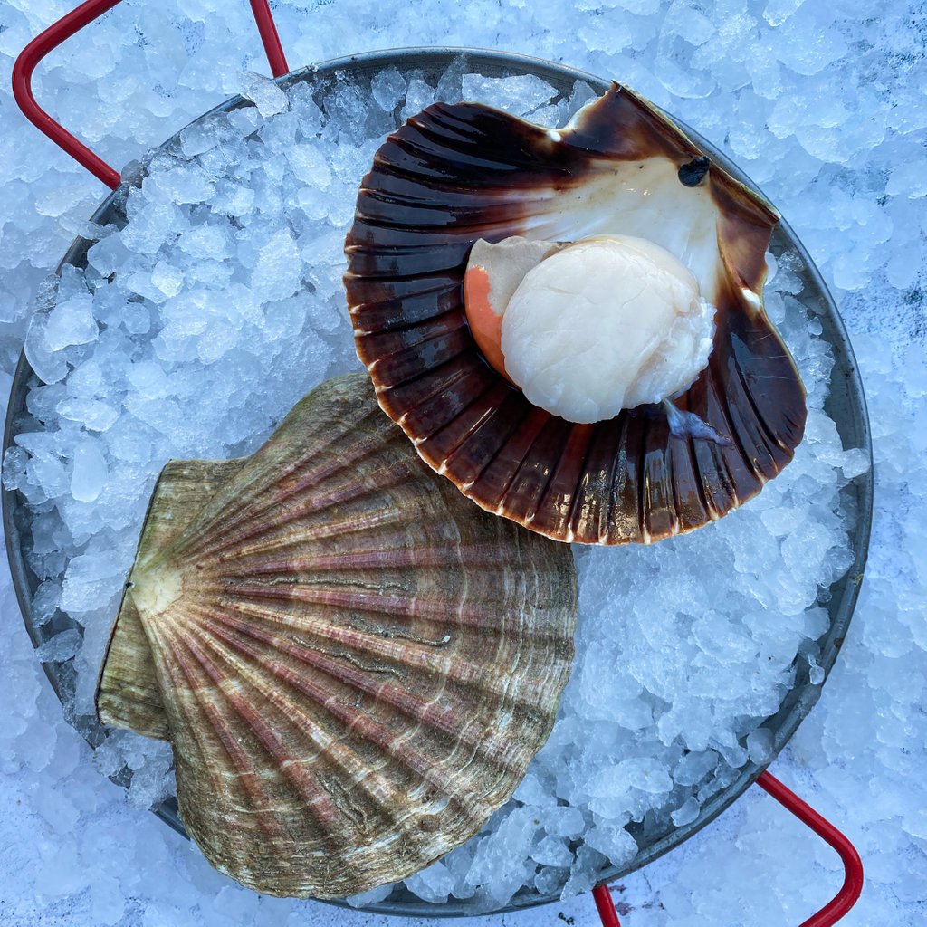 Our scallops are hand-caught by divers on the West coast of Scotland 🐚🤿

Order your home delivery today! Email jarvis@fishkitchen.com 🙌🏻

#seafoodrecipe #seafoodlover #fishrecipe #recipe #freshfish #freshcatch #fishmonger #freshproduce #seafoodlove