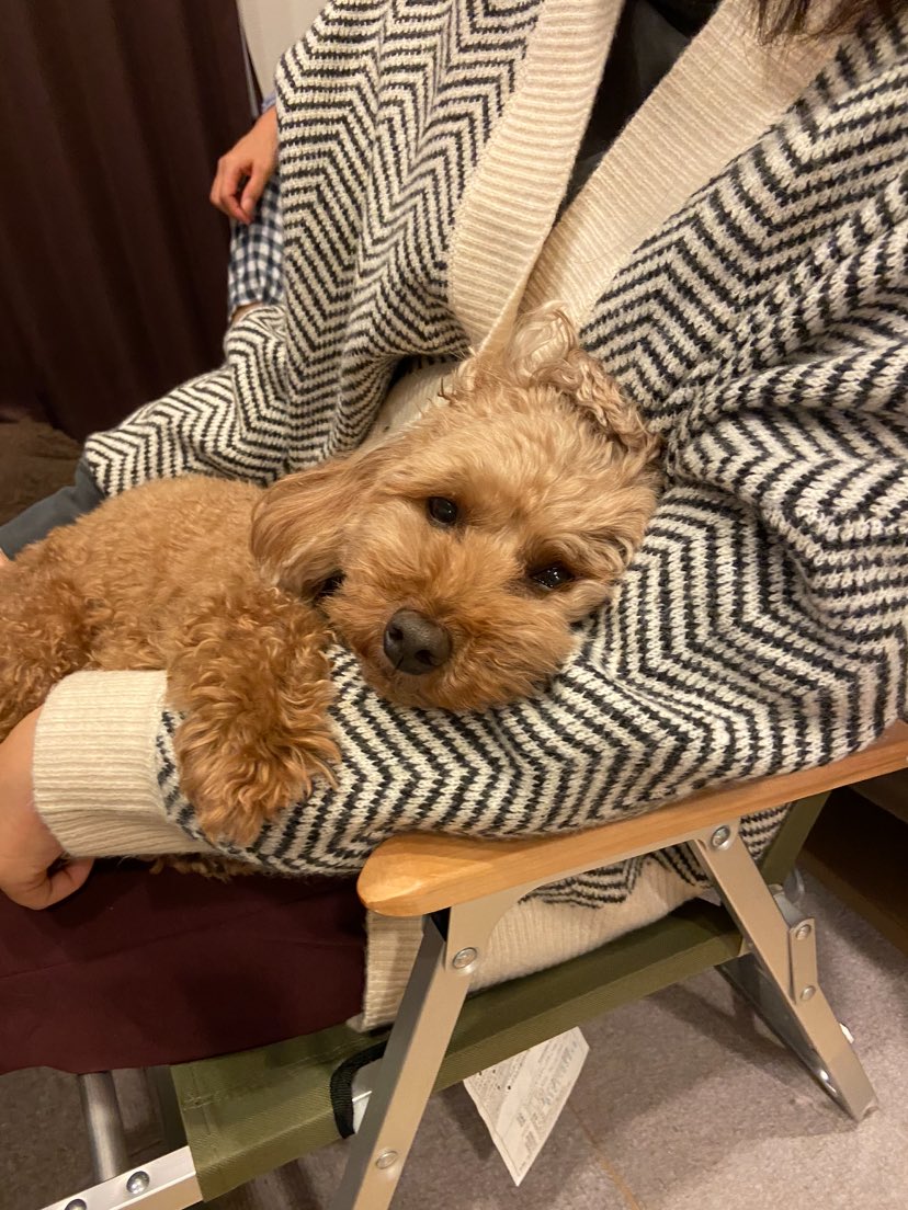 テペソの犬 トムとエマ Tepesonoinu Twitter