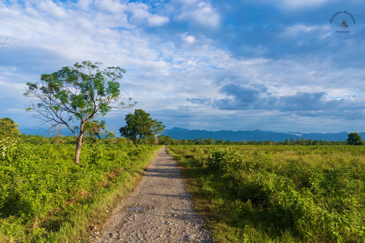 Manas National Park, a great place for nature lovers. Had a great time last week exploring this beautiful forest. #IndiAves #forest #manasnationalpark