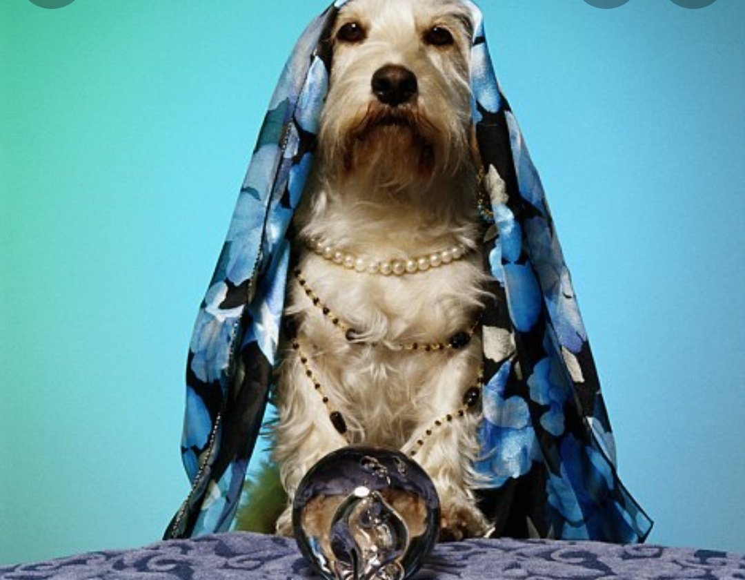 TopTrebles's tweet image. Another analyst has been let go this morning. Good luck in the future @busterdacouponbuster