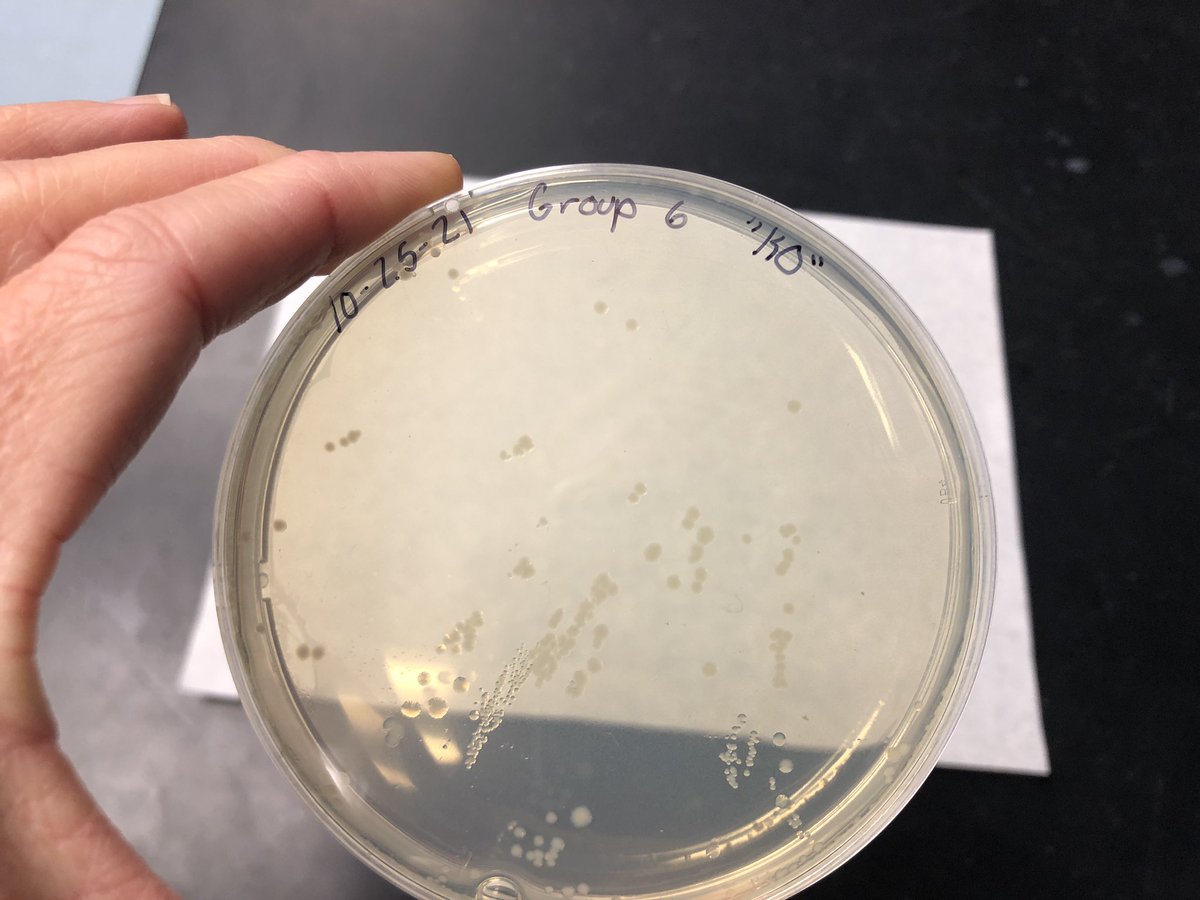 The kids got great results with the new <a href="/miniPCR/">miniPCR bio</a> CRISPR “Knockout” lab! The control metabolizes a sugar that makes the cells blue, while CRISPR/Cas9 in KO cells makes them unable to digest the sugar so the cells stay white. It’s going to be a good week!!! <a href="/AndoverHS_Princ/">Caitlin Brown</a>