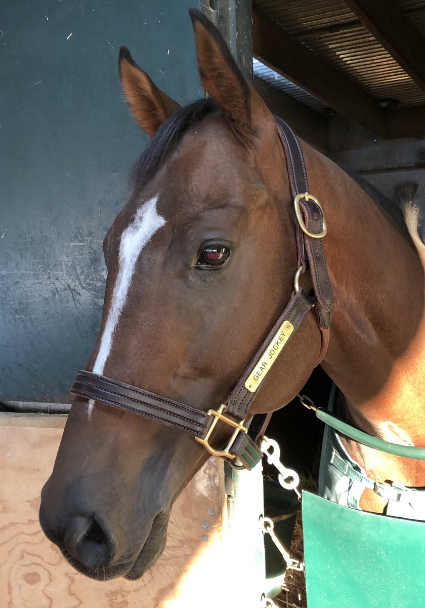 realfanticipate's tweet image. We salute @CalumetFarm trainer Rusty Arnold for his support of @BreedersCup Charities in donating a very special Halter from GEAR JOCKEY! Bid now at fanticipate.com @DelMarRacing @HayleyMAmoss @calgregson @PDJFund @jenine_sahadi #BCTURFSPRINT