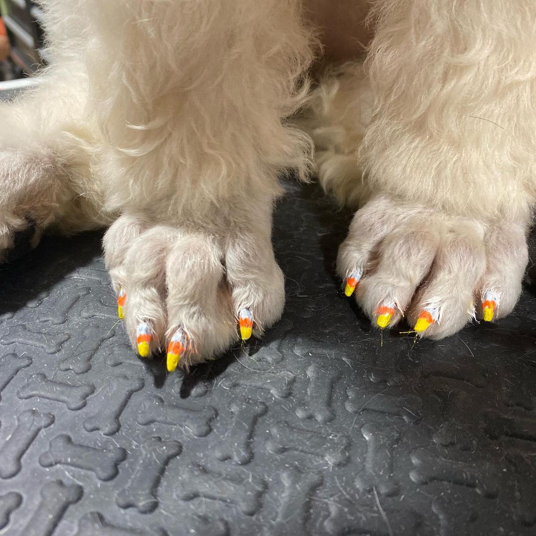 Over at <a href="/MaxsPetMarket/">Maxspetmarket</a> they’re in the spooky spirit! This stylish pooch is ready to celebrate Halloween in style.

Photo by <a href="/maxspetmarket/">Maxspetmarket</a>