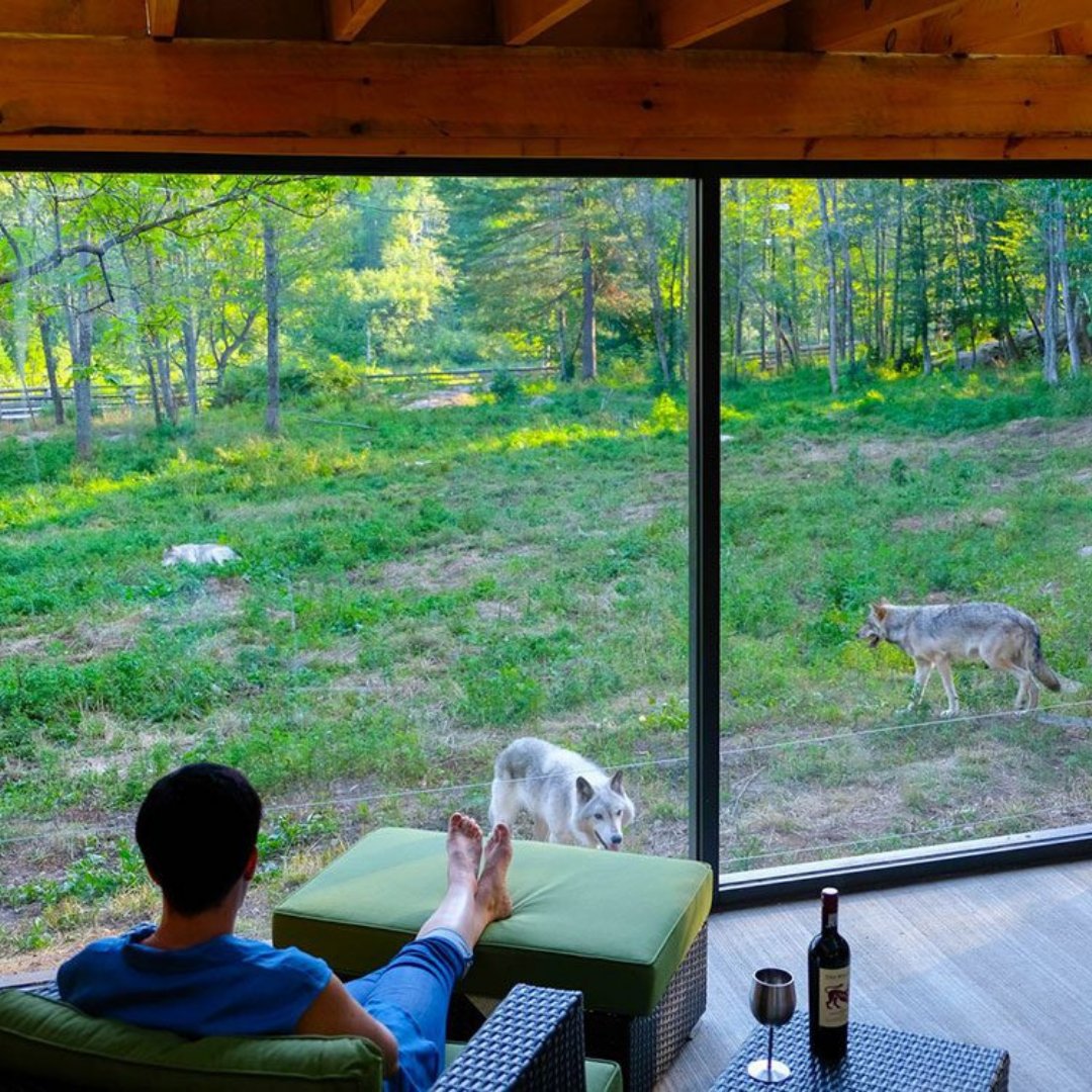 NowBoarding_'s tweet photo. In Quebec, in Parc Oméga, kunnen natuurliefhebbers de nacht doorbrengen omringd door wolven. 🇨🇦 Je zult veilig overnachten in een luxe lodge terwijl de wolvenroedel de wacht houdt op het terrein buiten. 🐺 Durf jij dit aan?
#NowBoarding #Canada #reizen #natuur https://t.co/vWS5vhr6Db