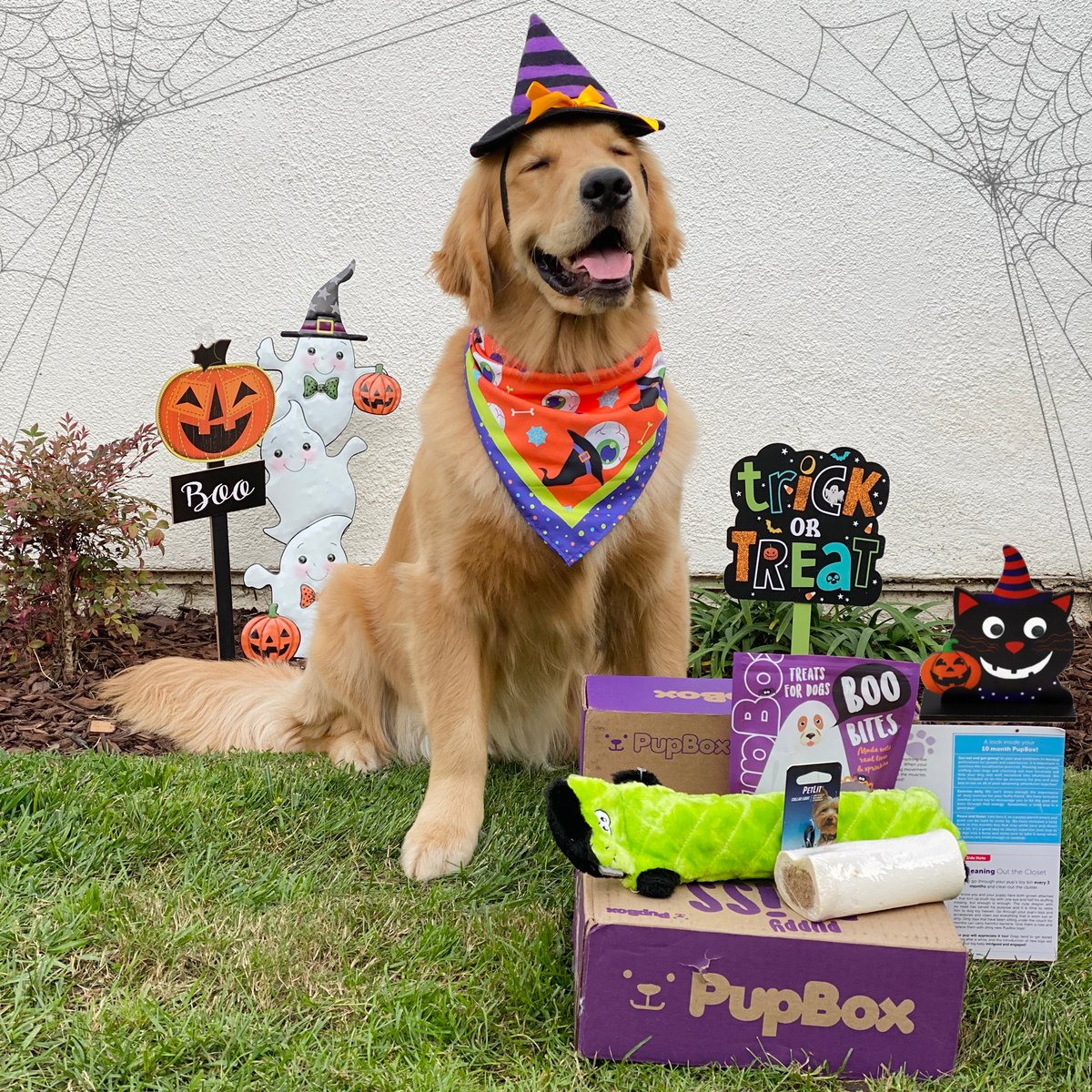 GoldenWoofs's tweet photo. Woofs! What game do witches play on #Halloween 🎃 ... Hide and Ghost👻 Seek 💜 love my 10th month #puppy 🐶📦 @Pup_Box #ad #pupbox 🧙🐶 #witchdog KENZO https://t.co/vZo5nXyAtU