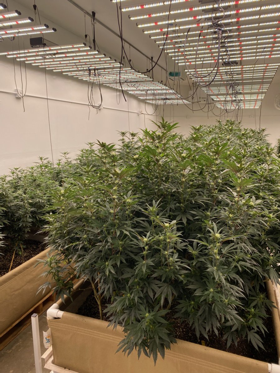 craig_misewicz's tweet image. More soil testing today. Building 2 of 3. I think these women do a great job. I just pull the soil samples, send them to the lab, present their results. They adjust accordingly. Fun day! #dirtnerd #soil #soilhealth #indoor #cannabiscommunity #craftgrowers #cyclegrow